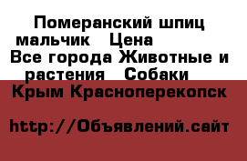 Померанский шпиц мальчик › Цена ­ 30 000 - Все города Животные и растения » Собаки   . Крым,Красноперекопск